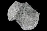 Pyrite Replaced Brachiopod (Paraspirifer) - Ohio #85560-1